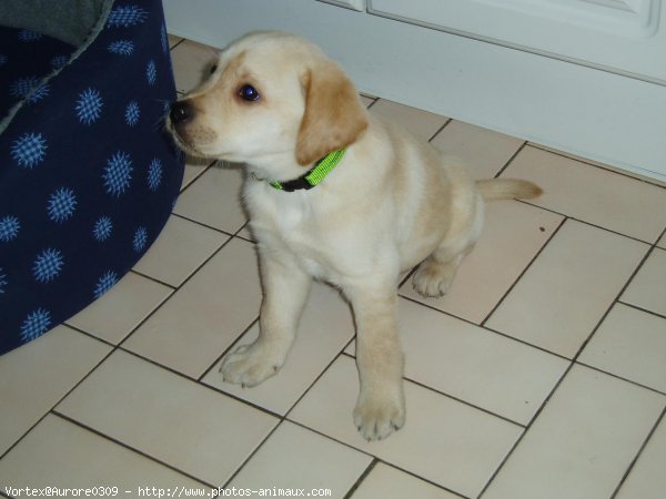 Photo de Labrador retriever