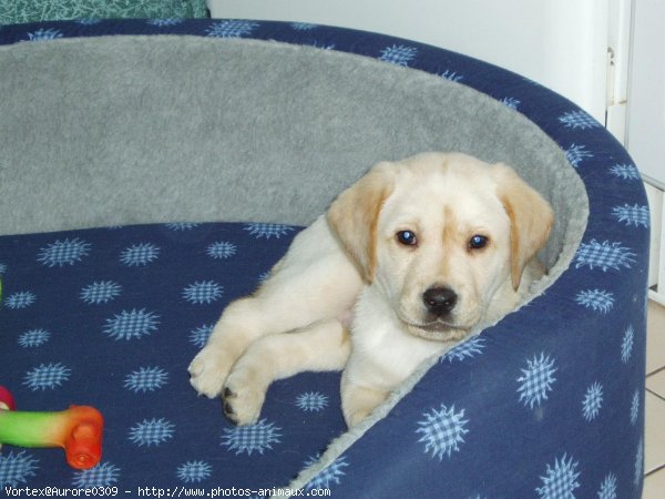 Photo de Labrador retriever