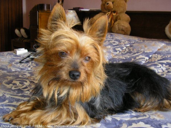 Photo de Yorkshire terrier