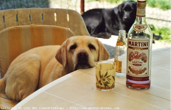 Photo de Labrador retriever