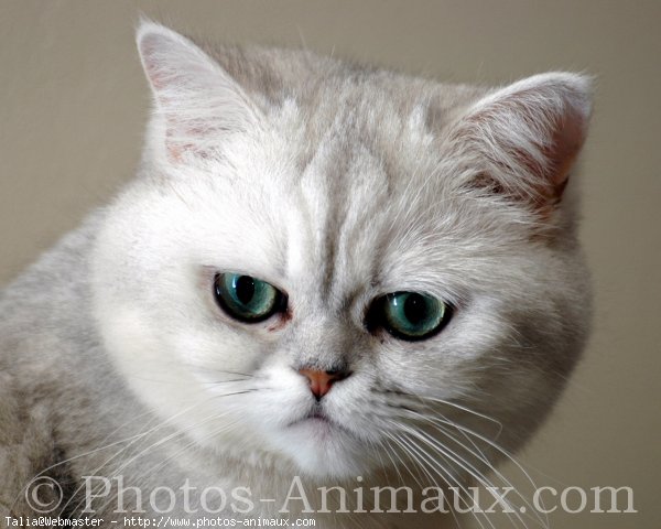 Photo d'Exotic shorthair