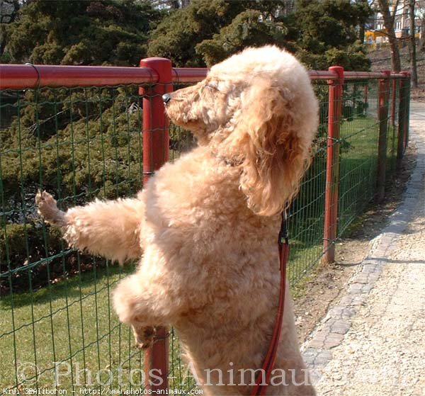 Photo de Caniche moyen