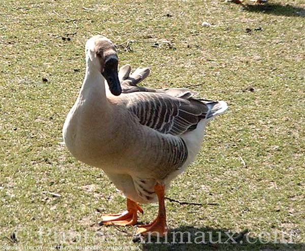 Photo de Mouette