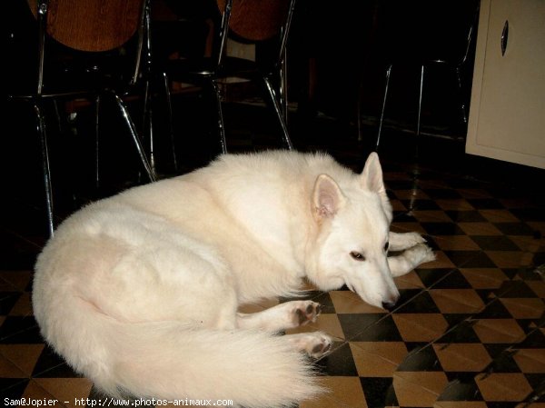 Photo de Berger blanc suisse