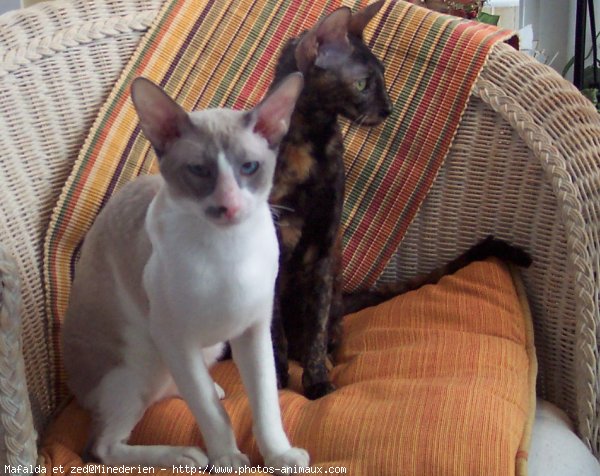 Photo de Cornish rex