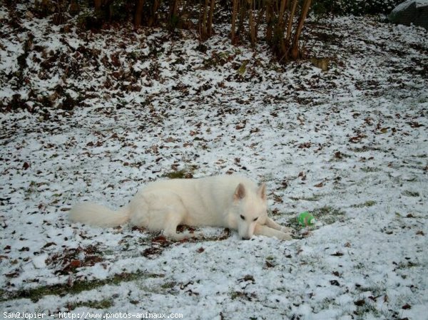 Photo de Berger blanc suisse