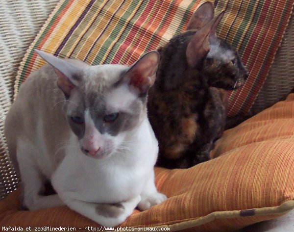 Photo de Cornish rex