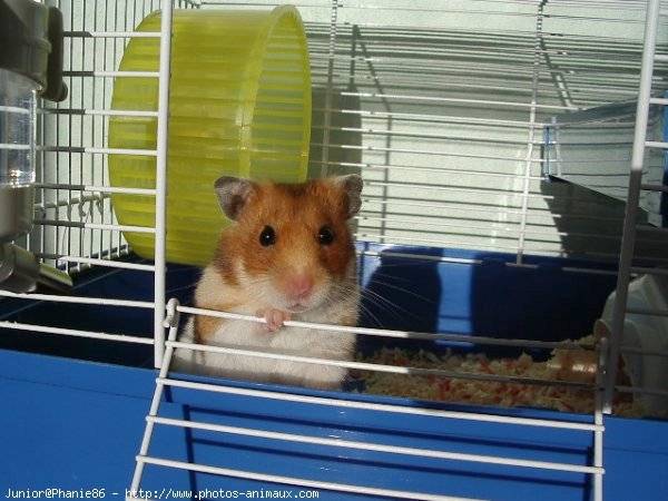 Photo de Hamster