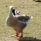 Photo de Mouette