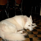 Photo de Berger blanc suisse