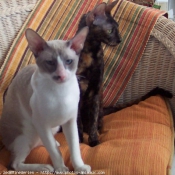 Photo de Cornish rex