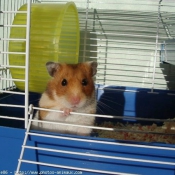 Photo de Hamster