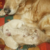 Photo de Golden retriever