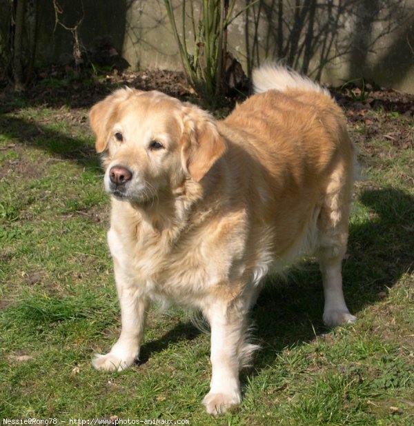 Photo de Golden retriever