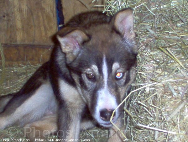 Photo de Husky siberien