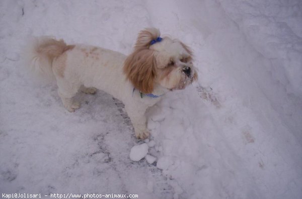 Photo de Lhassa apso