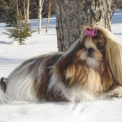 Photo de Shih tzu