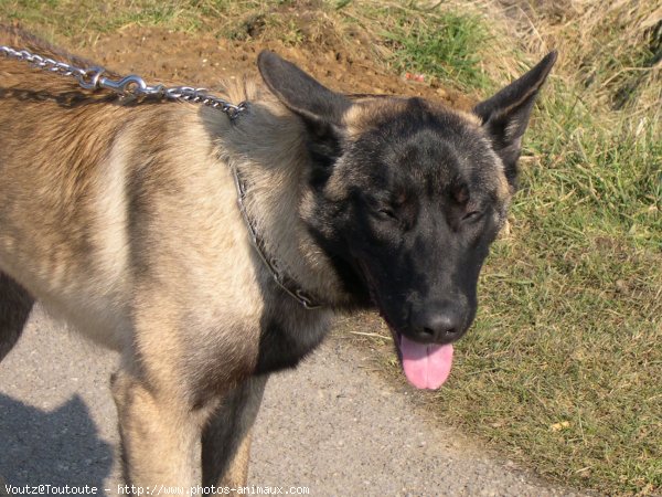 Photo de Berger belge malinois