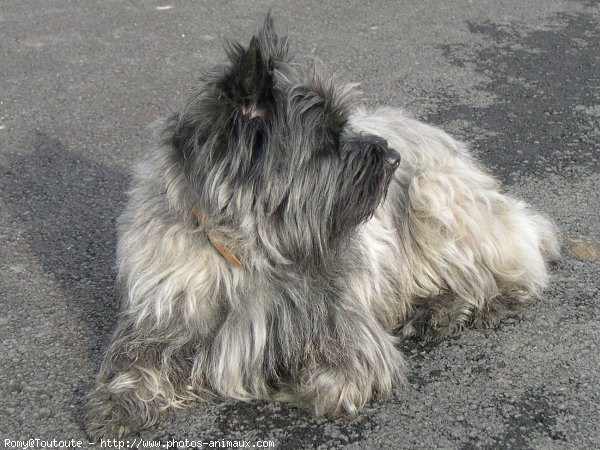 Photo de Cairn terrier