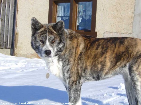 Photo d'Akita inu