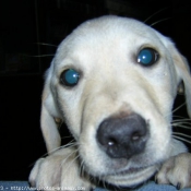 Photo de Labrador retriever