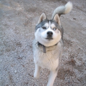 Photo de Husky siberien