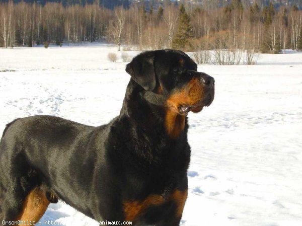 Photo de Rottweiler