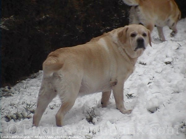 Photo de Labrador retriever