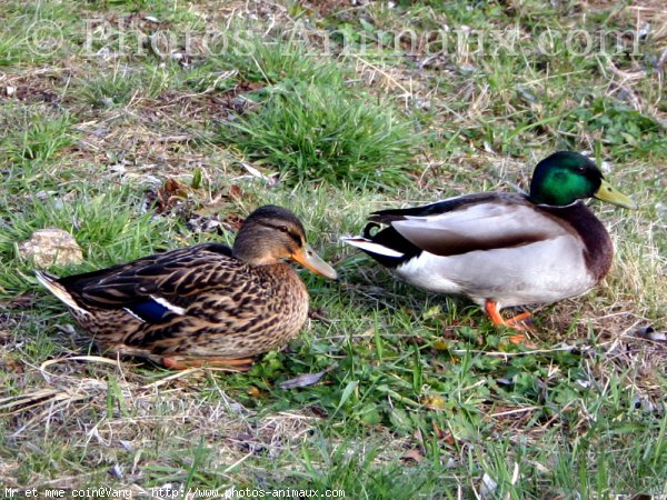 Photo de Canard