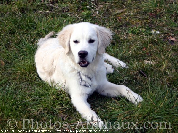 Photo de Golden retriever