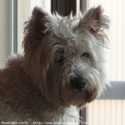 Photo de West highland white terrier