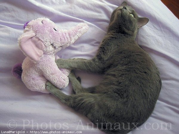 Photo de Chartreux