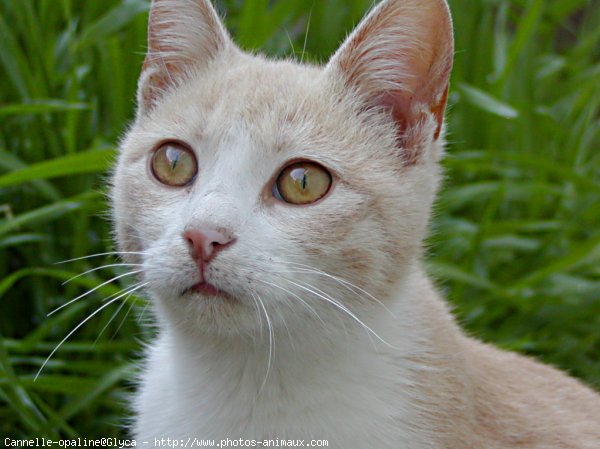 Photo de Chat domestique