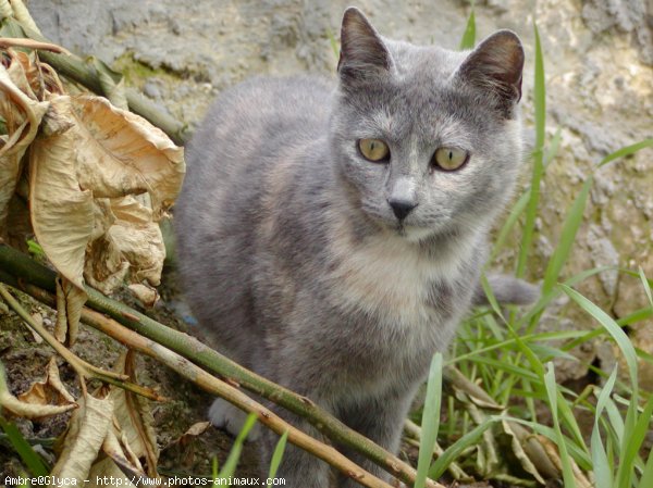 Photo de Chat domestique