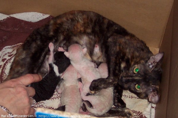 Photo de Cornish rex