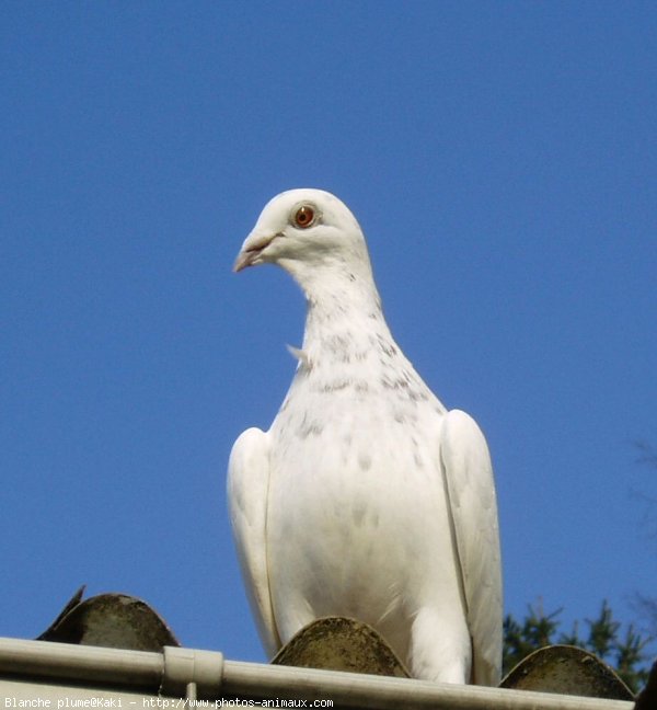 Photo de Pigeon