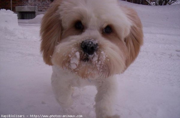 Photo de Lhassa apso