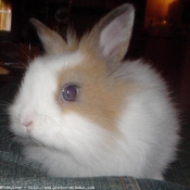 Photo de Lapin