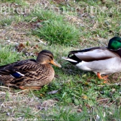 Photo de Canard