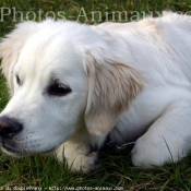 Photo de Golden retriever