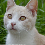 Photo de Chat domestique