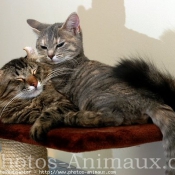 Photo d'American curl poil long