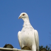 Photo de Pigeon