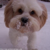 Photo de Lhassa apso