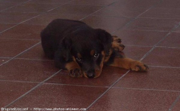 Photo de Rottweiler