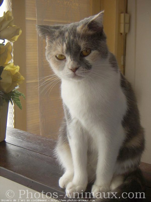 Photo de Scottish fold