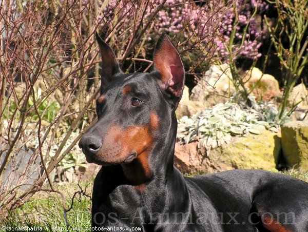 Photo de Dobermann