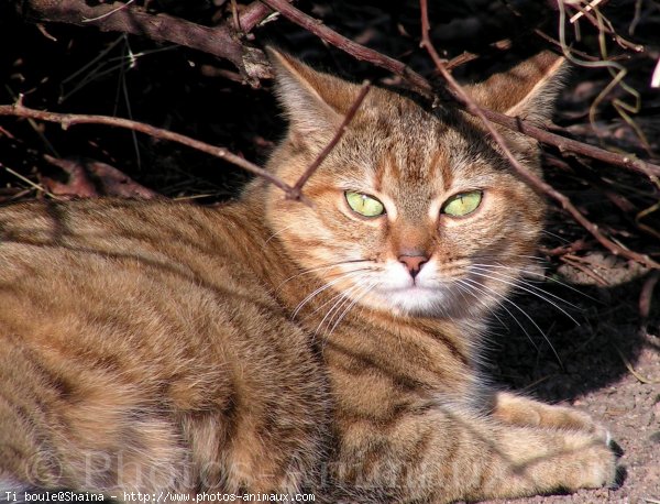 Photo de Chat domestique