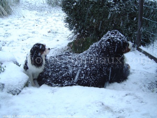 Photo de Cavalier king charles spaniel