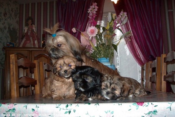 Photo de Lhassa apso